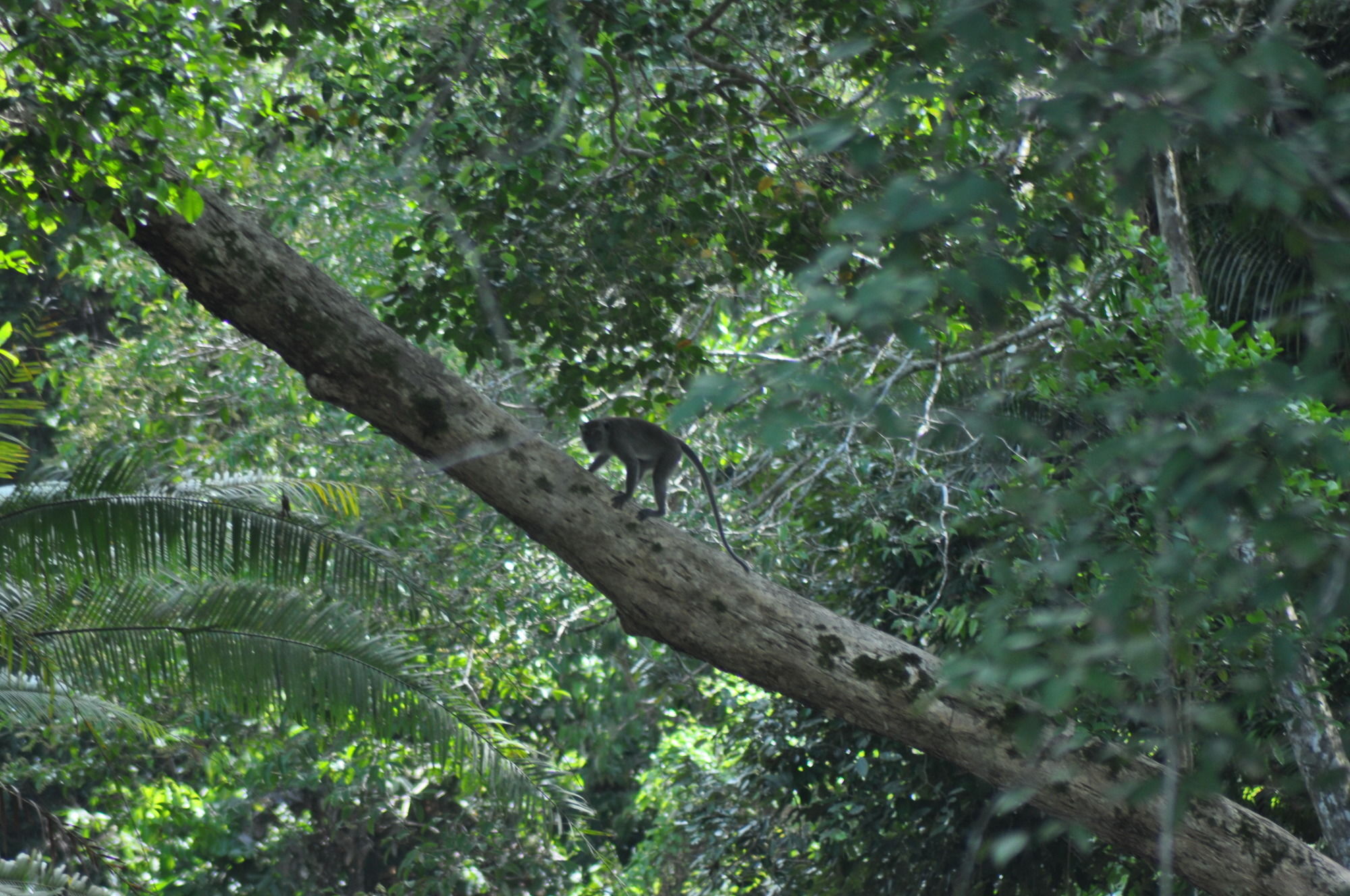 Samboja Lodge 巴厘巴板 外观 照片