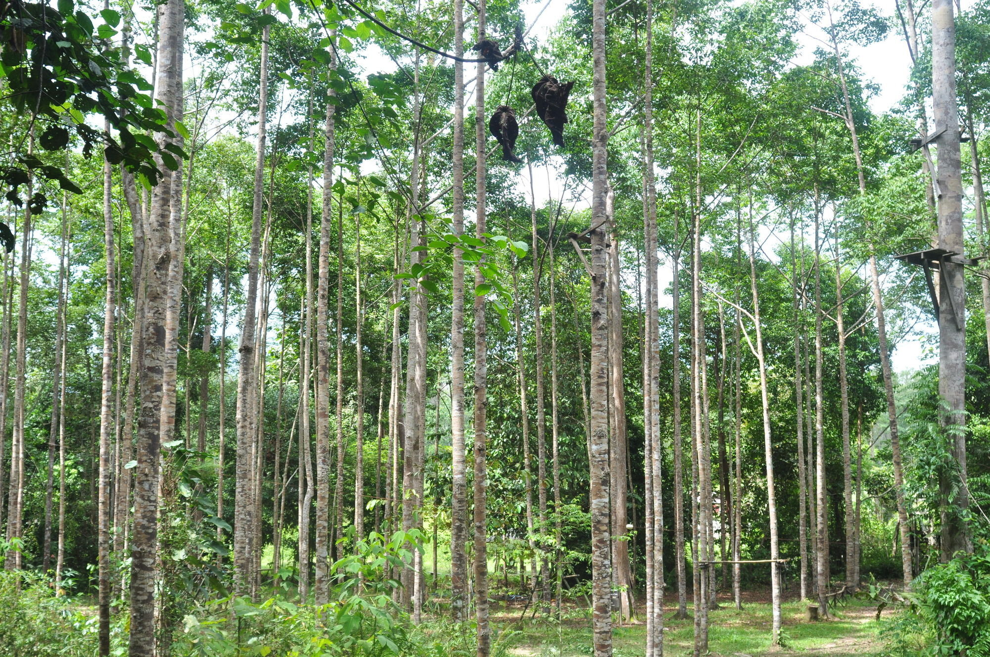Samboja Lodge 巴厘巴板 外观 照片